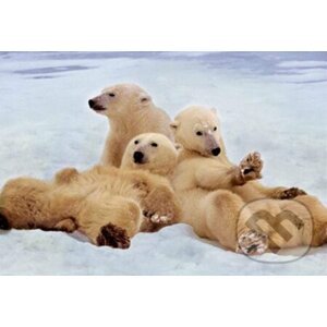 Polar Bears - Educa