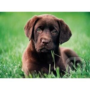 Chocolate puppy - Clementoni