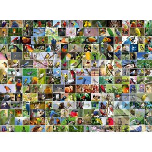 Collage - World's most Beautiful Birds - Bluebird