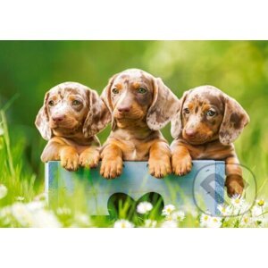 Cute dachshunds - Castorland