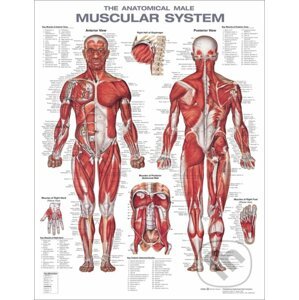 The Anatomical Male Muscular System Anatomical Chart - Wolters Kluwer Health