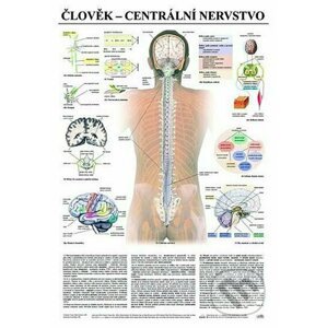 Plakát - Člověk - centrální nervstvo - Scientia