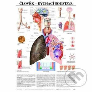 Plakát - Člověk - dýchací soustava - Scientia