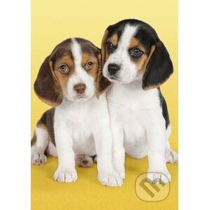 Nice beagles - Clementoni