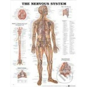 The Nervous System - Anatomical Chart
