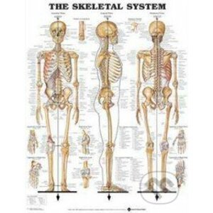 The Skeletal System - Anatomical Chart