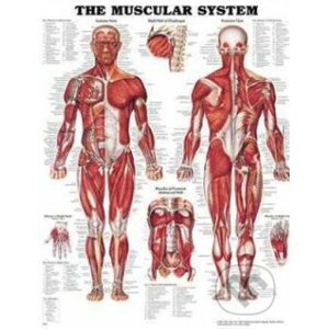 The Muscular System - Anatomical Chart