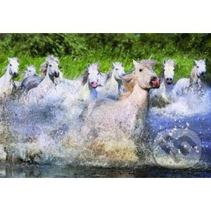 White Horses of Camargue - Educa