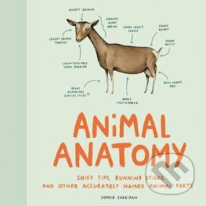 Animal Anatomy - Sophie Corrigan