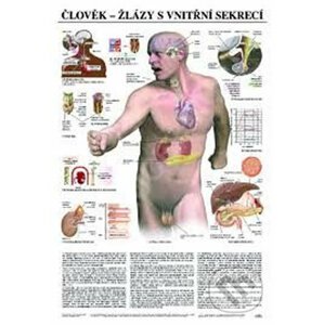 Plakát - Člověk - žlázy s vnitřní sekrecí - Scientia