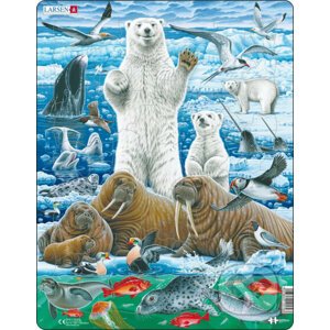 Ľadový medveď a mrož FH42 - Larsen